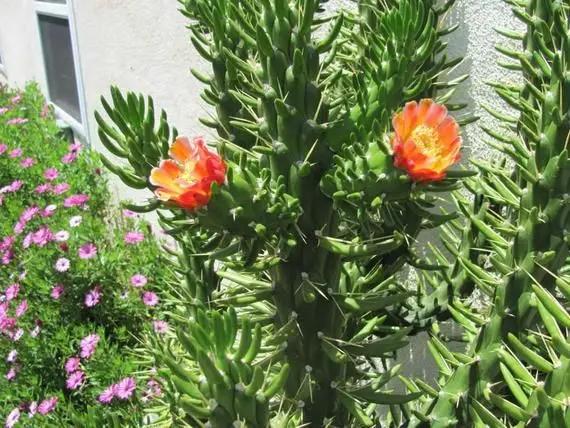 Green Austrocylindropuntia Plant Seeds for Planting - NON GMO Seeds Dhara Seeds