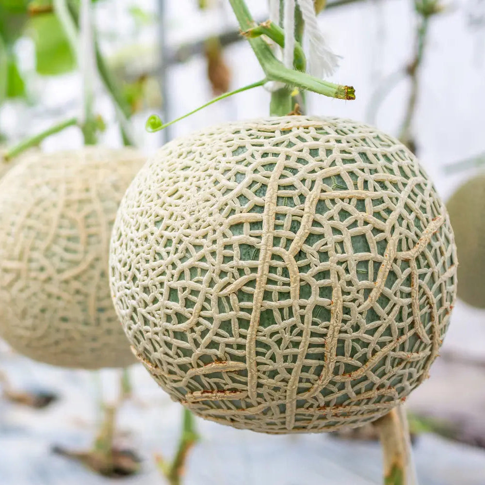 Melon Fruit Seeds for Growing Sweet and Refreshing Homegrown Melons