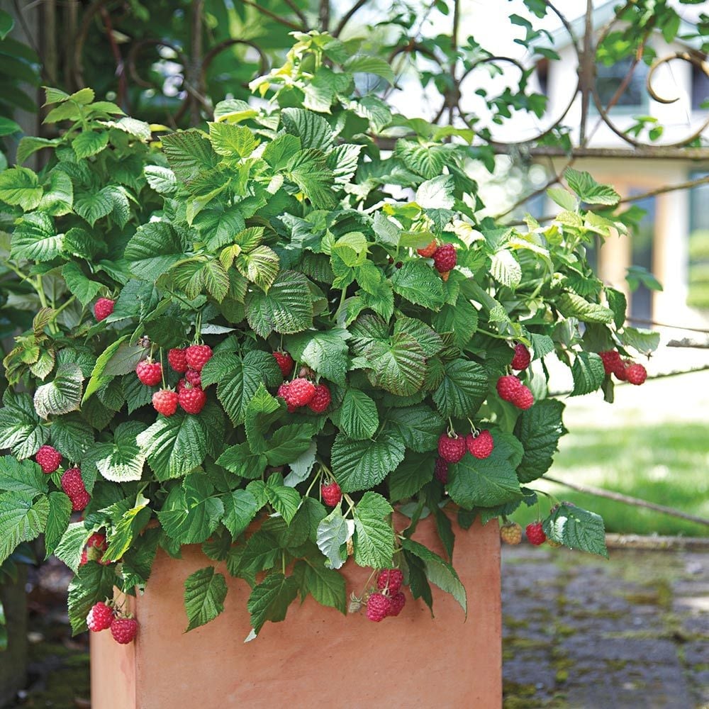 Polana Raspberry Plants