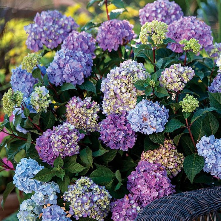 flowers high quality flower seeds for growing vibrant and colorful blooms in home gardens and landscapes organic flowers premium organic flower seeds for sustainable gardening and beautiful blossoms suitable for all climates