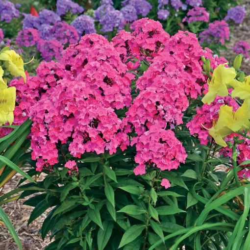 Glamour Girl Garden Phlox Seeds Tall Pink Summer Bloom Phlox High Germination Garden Seeds Phlox sp. heirloom non-gmo seeds