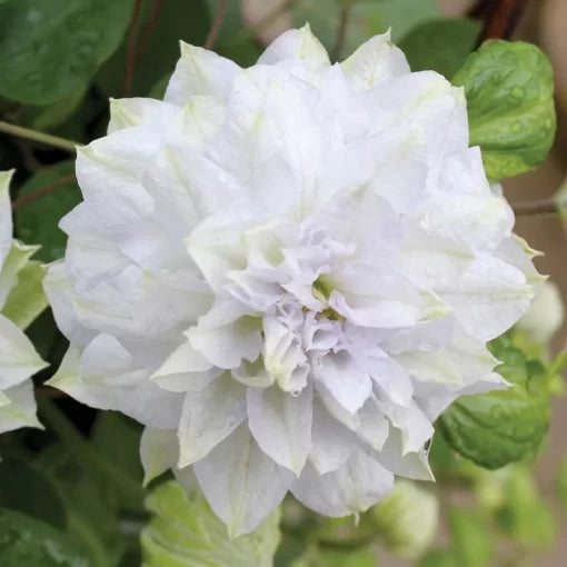 Avant Garde Clematis Seeds Red and White Double Flowering Clematis High Germination Garden Seeds heirloom non-gmo seeds