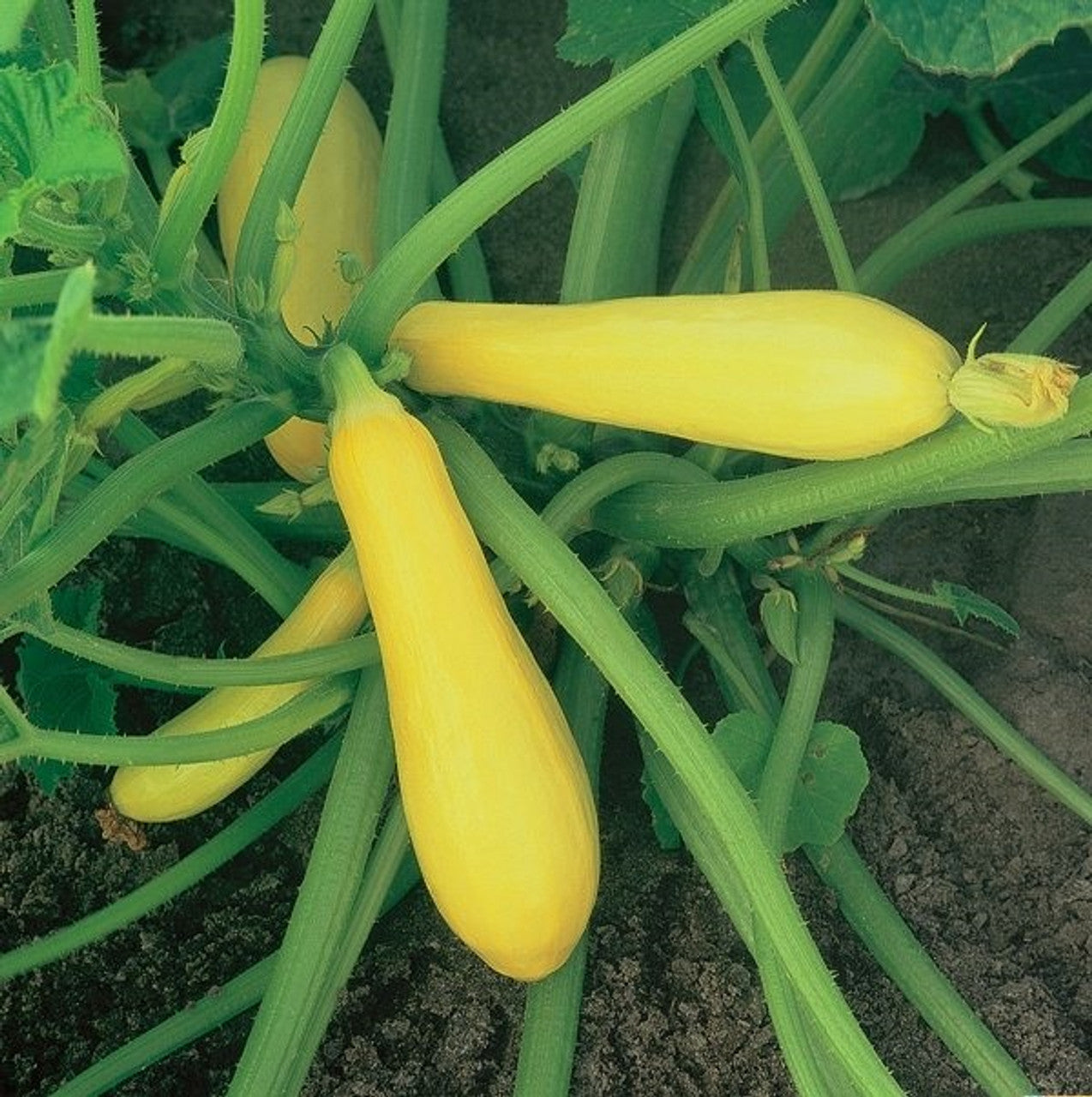 Enterprise Hybrid Squash Seeds Non-GMO High Germination Organic Garden Seeds