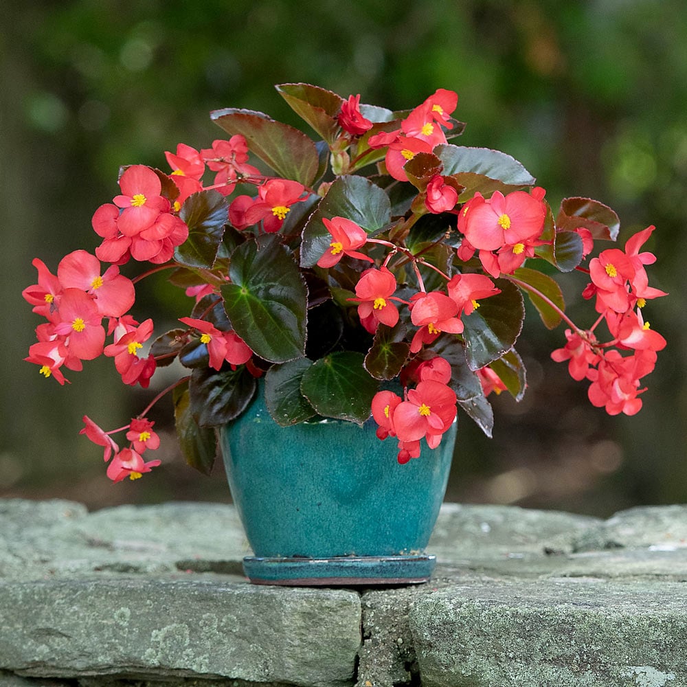 Begonia Rare Colors Begonia , hybrida flower seeds for planting in indoor garden or containers