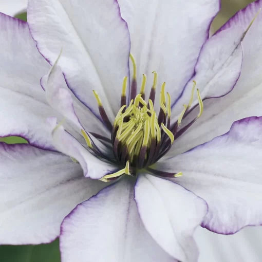 Samaritan Jo Clematis Seeds Pastel Bi-Color Clematis Vine High Germination Garden Seeds heirloom non-gmo seeds