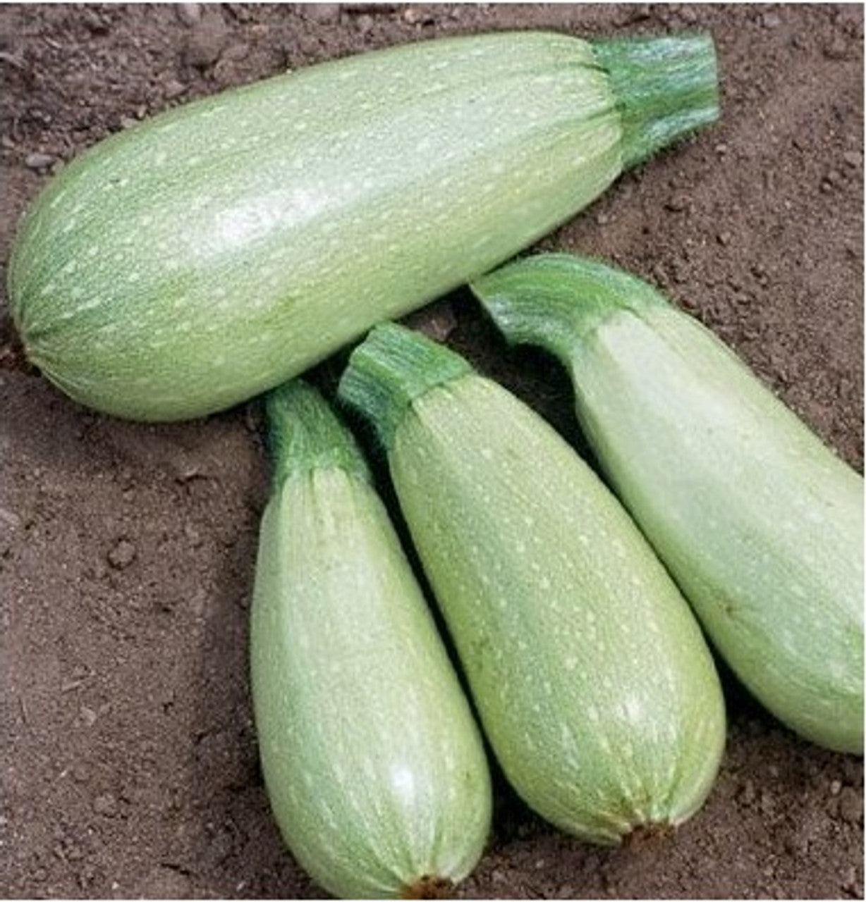 Magda Hybrid Squash Seeds – Heirloom, Non-GMO, High Germination Organic Garden Seeds