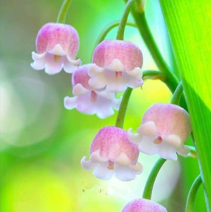 Bell Orchid Flower Seeds for Indoor & Garden