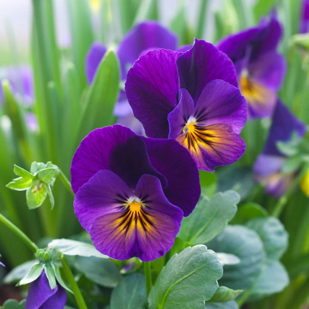 Heirloom Non-GMO Blue Viola Mandshurica Flower Seeds for Planting – Rare Blooming Flower Seeds