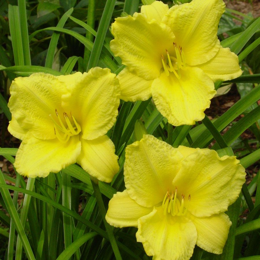 Big Time Happy Daylily