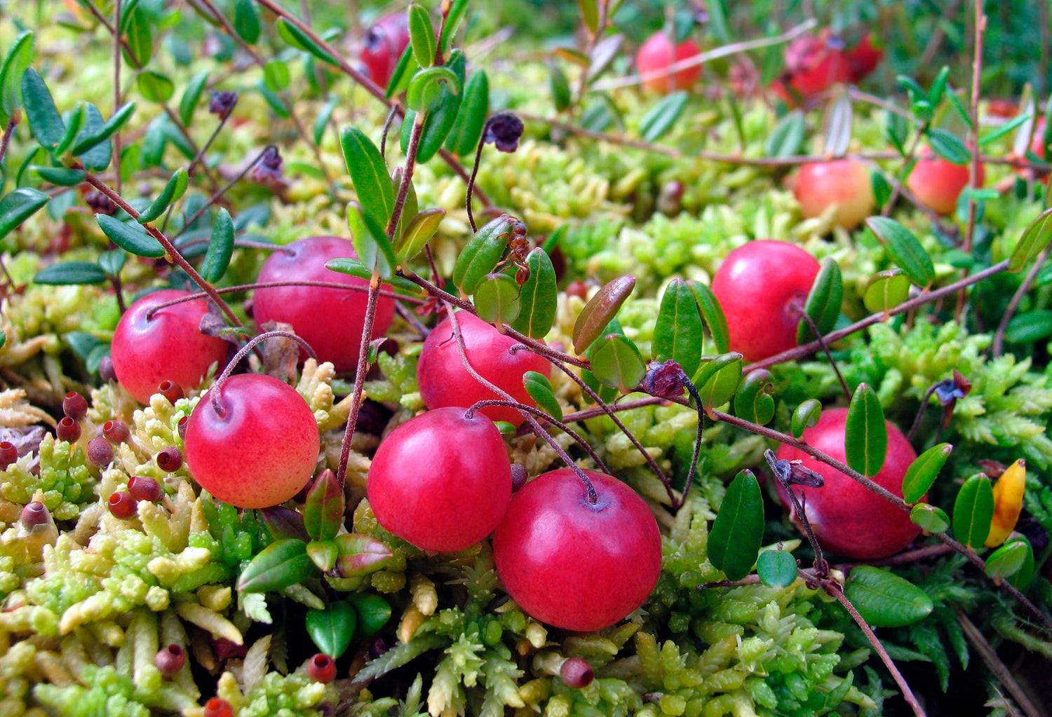 Cranberry (Vaccinium macrocarpon)