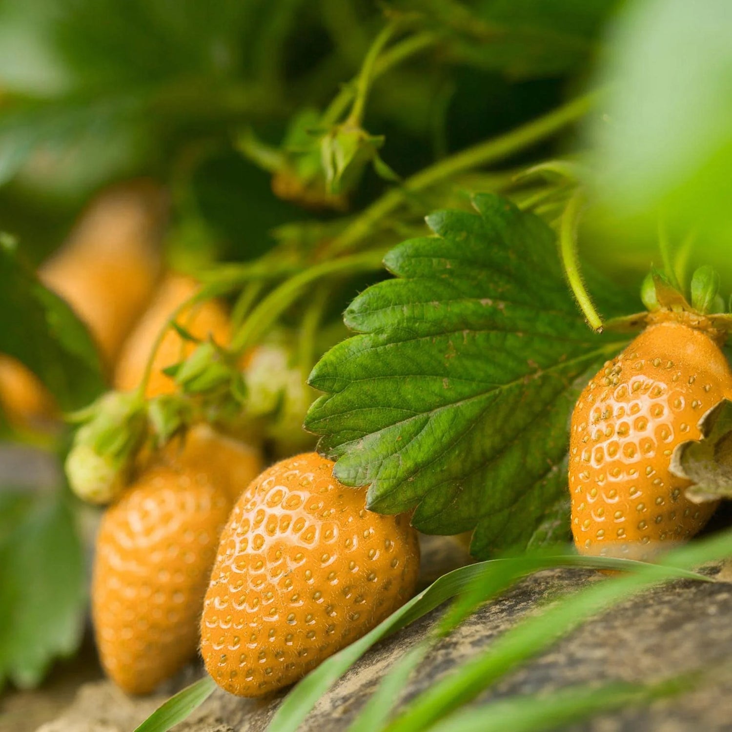 Orange Strawberry Fruit Seeds for Planting - Ideal for Growing Sweet and Juicy Strawberries