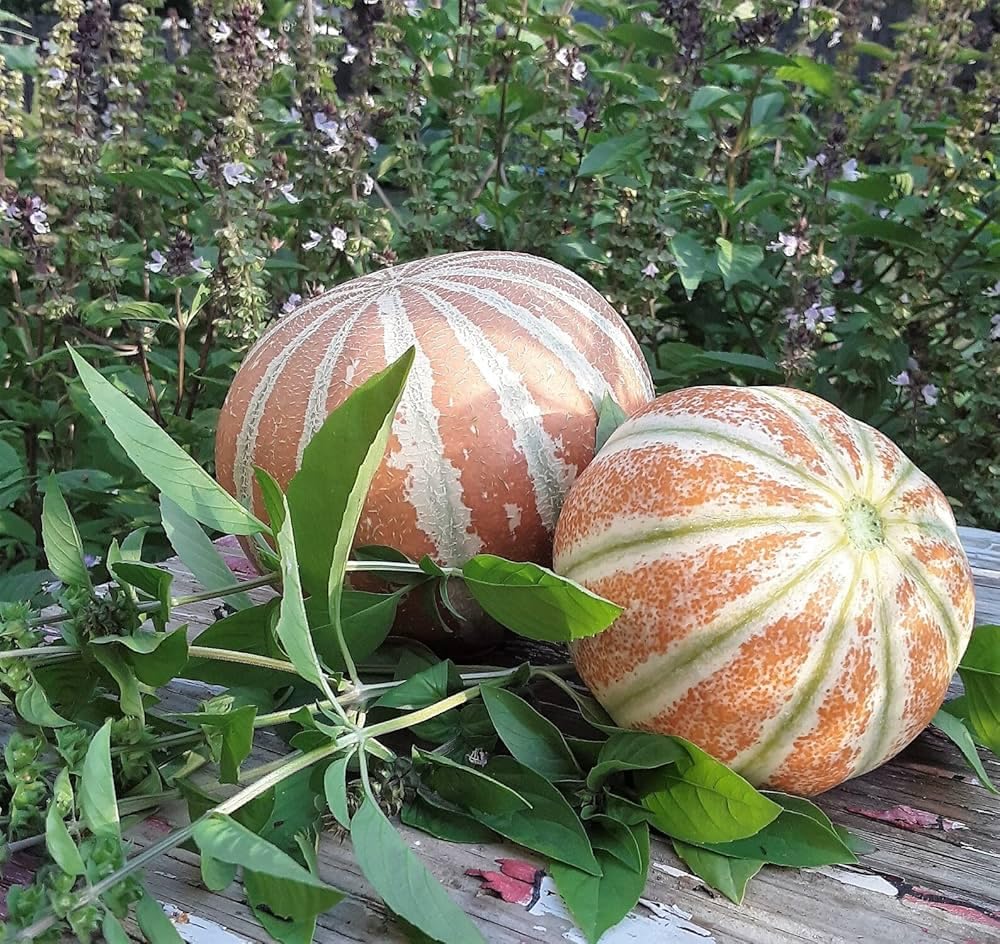 Kajari Melon Fruit Seeds for Growing a Sweet and Unique Melon Variety