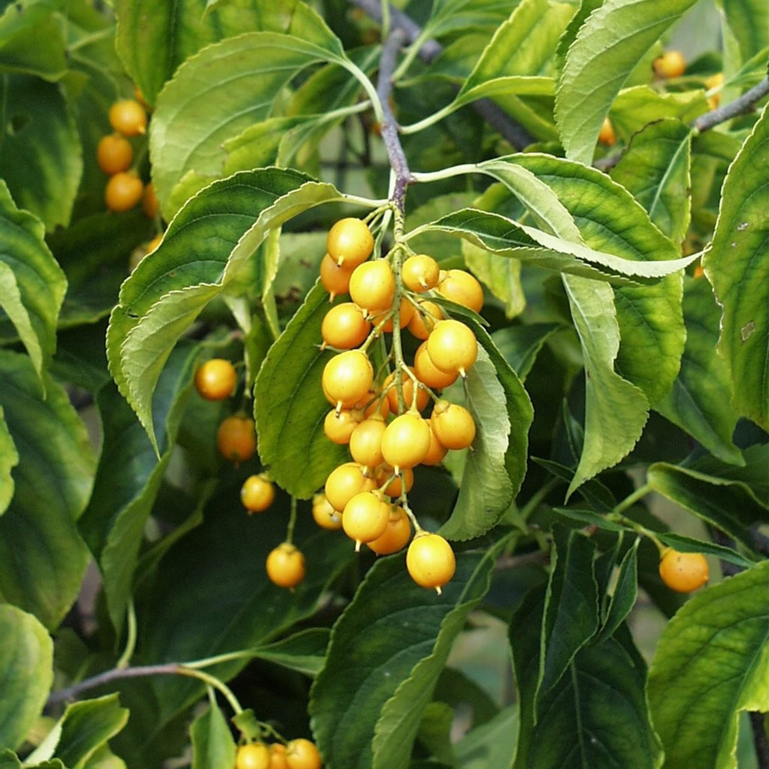 Celastrus Fruit Seeds for Growing Hardy and Ornamental Vines