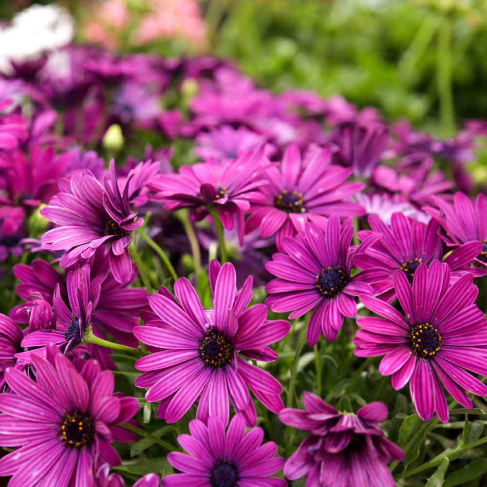 Purple Osteospermum Seeds