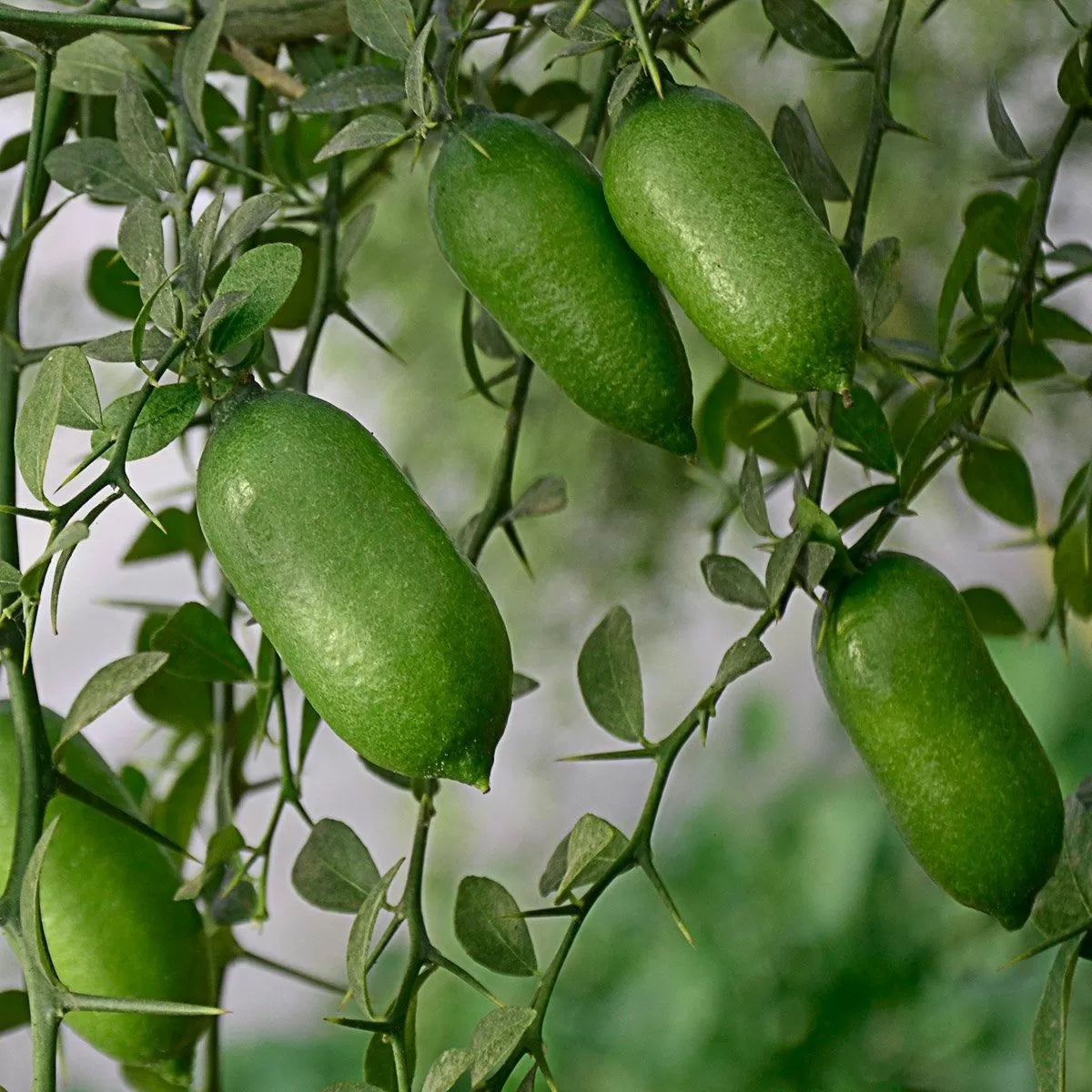 Rainforest Pearl Finger Lime Fruit Seeds, Grow Your Own Unique and Tangy Citrus Fruits