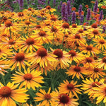 Big Kahuna Echinacea Seeds Large Bloom Coneflower Variety High Germination Garden Seeds heirloom non-gmo seeds