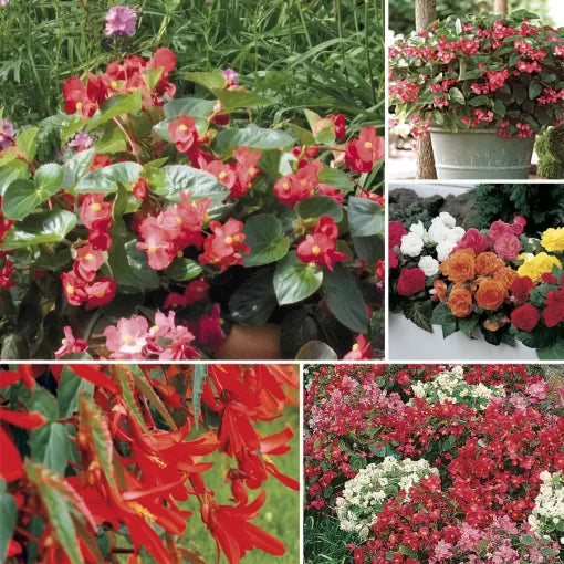 Top Begonia Seed Collection Premium Mixed Blooming Begonias High Germination Garden Seeds heirloom non-gmo seeds