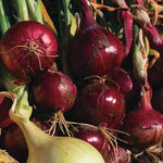 Red Wing Hybrid Onion Seeds Red Storage-Friendly Bulb Onions High Germination Garden Seeds heirloom non-gmo seeds