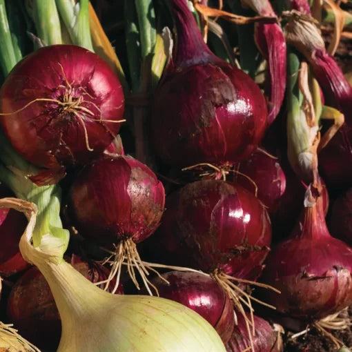 Red Wing Hybrid Onion Seeds Red Storage-Friendly Bulb Onions High Germination Garden Seeds heirloom non-gmo seeds