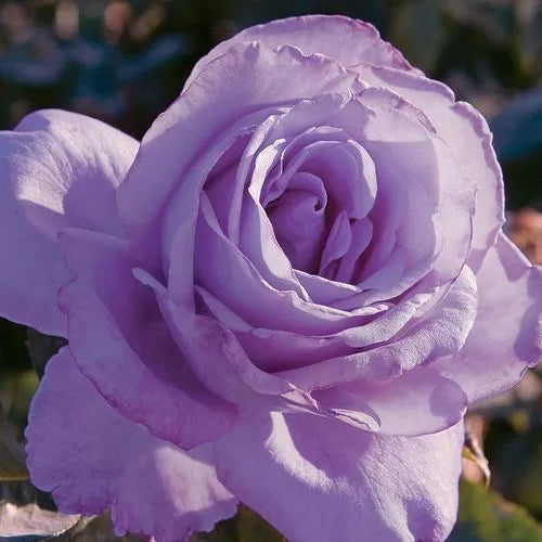 Blue Girl Hybrid Tea Rose Seeds Soft Blue-Tone Hybrid Tea Rose High Germination Garden Seeds heirloom non-gmo seeds