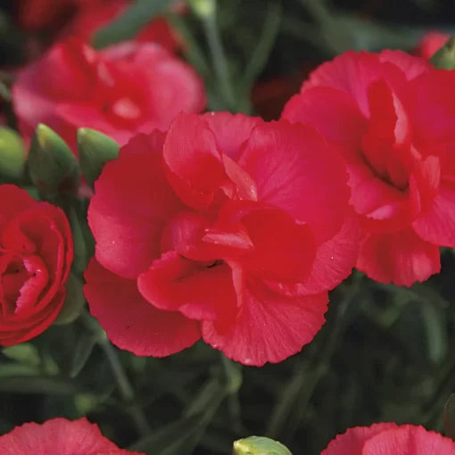 Rosebud Dianthus Seeds Mini Rose-Shaped Double Blooms High Germination Garden Seeds heirloom non-gmo seeds