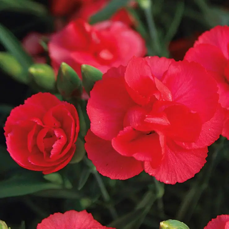 Rosebud Dianthus