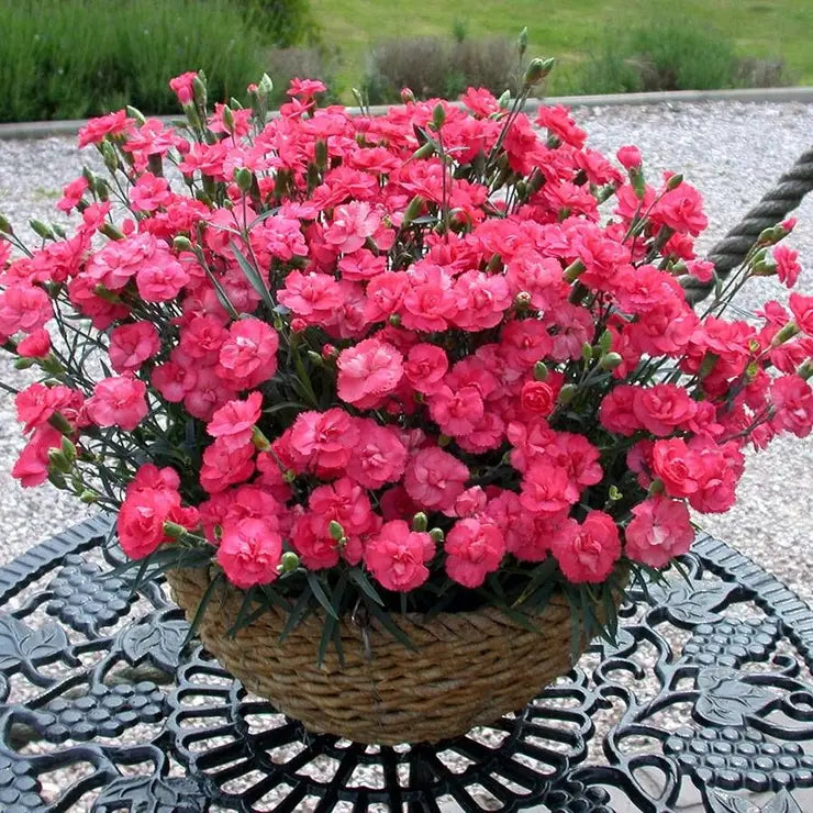 Rosebud Dianthus