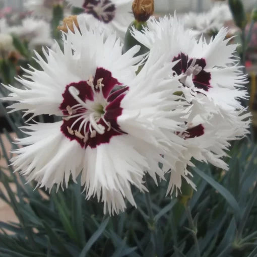 Star Single Stargazer Dianthus Seeds Fragrant Pink-Red Garden Pinks High Germination Garden Seeds heirloom non-gmo seeds