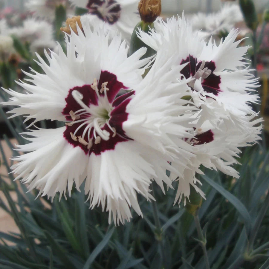 Dianthus Stargazer Seeds