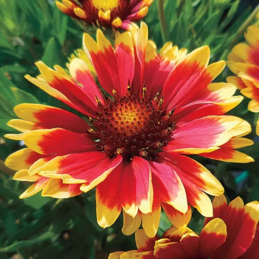 Sunset Cutie Blanket Flower Seeds Warm-Toned Gaillardia for Pollinators High Germination Garden Seeds heirloom non-gmo seeds