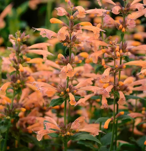 Mango Tango Hummingbird Mint Seeds Tropical Orange-Peach Agastache High Germination Garden Seeds heirloom non-gmo seeds