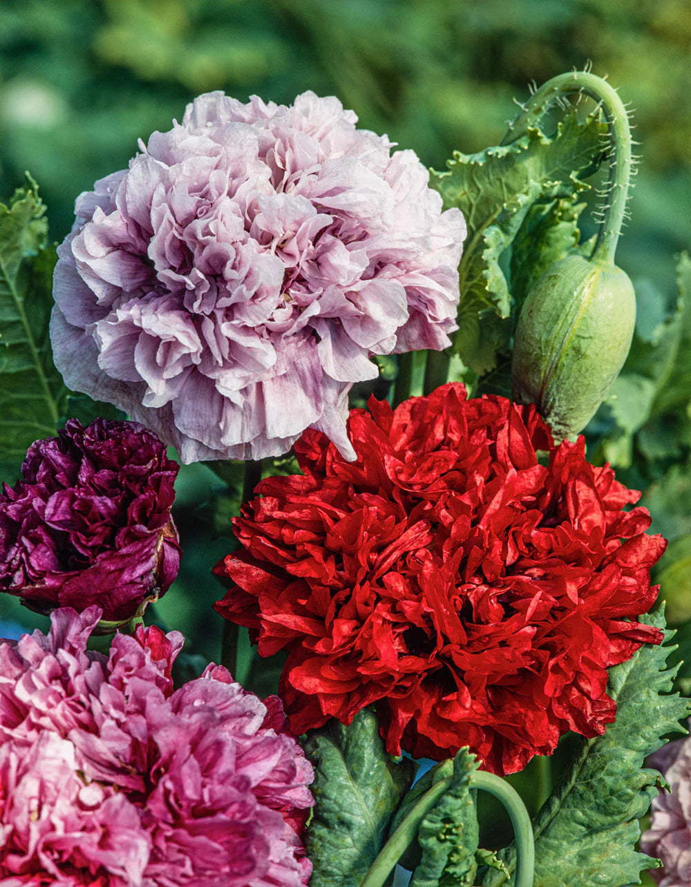 Poppy Peony Seeds - Double Mixed