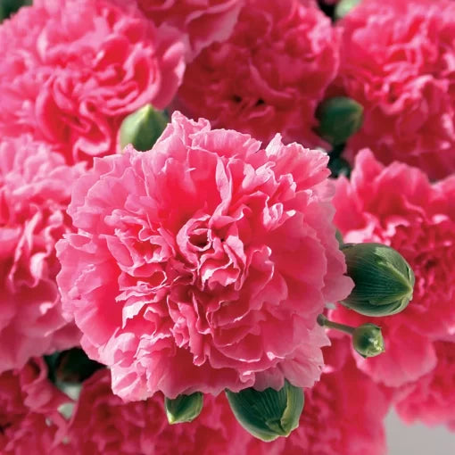 Pink Fizz Dianthus Seeds Bright Pink Fragrant Garden Pinks High Germination Garden Seeds heirloom non-gmo seeds