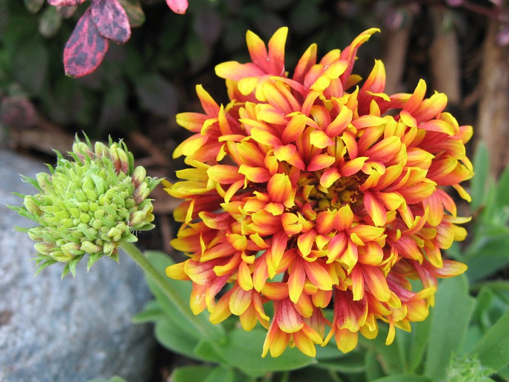 Blanket Flower Seeds - Sundance