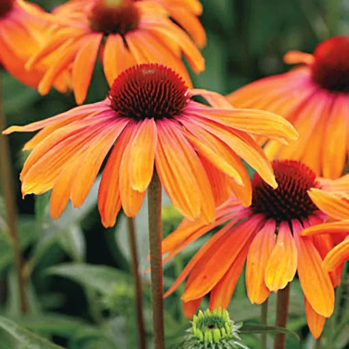Rainbow Marcela Coneflower Seeds Multicolor Echinacea High Germination Garden Seeds heirloom non-gmo seeds