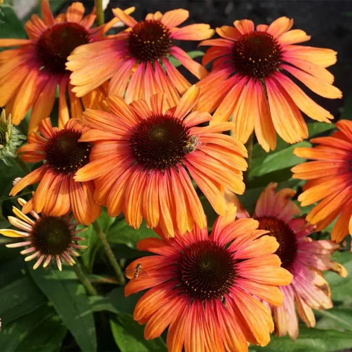Rainbow Marcella Echinacea Seeds Multicolor Butterfly Series Coneflower High Germination Garden Seeds heirloom non-gmo seeds