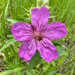 Heirloom Non-GMO Geranium viscosissimum Flower Seeds for Planting – Vibrant Garden Blooms Dhara Seeds