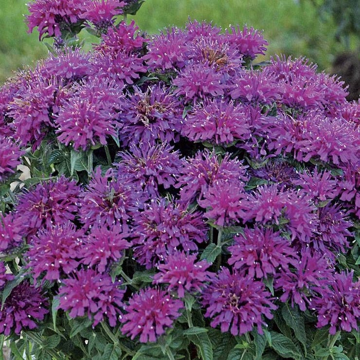 flowers high quality flower seeds for growing vibrant and colorful blooms in home gardens and landscapes organic flowers premium organic flower seeds for sustainable gardening and beautiful blossoms suitable for all climates