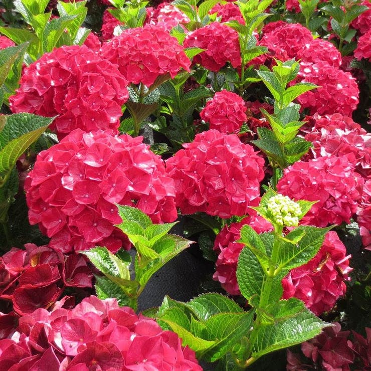 flowers high quality flower seeds for growing vibrant and colorful blooms in home gardens and landscapes organic flowers premium organic flower seeds for sustainable gardening and beautiful blossoms suitable for all climates