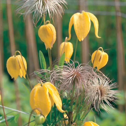 Clematis Tangutica Seeds Yellow Bell-Shaped Climbing Clematis High Germination Garden Seeds heirloom non-gmo seeds