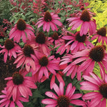 Amazing Dream Coneflower Seeds Unique Echinacea Garden Variety High Germination Garden Seeds heirloom non-gmo seeds