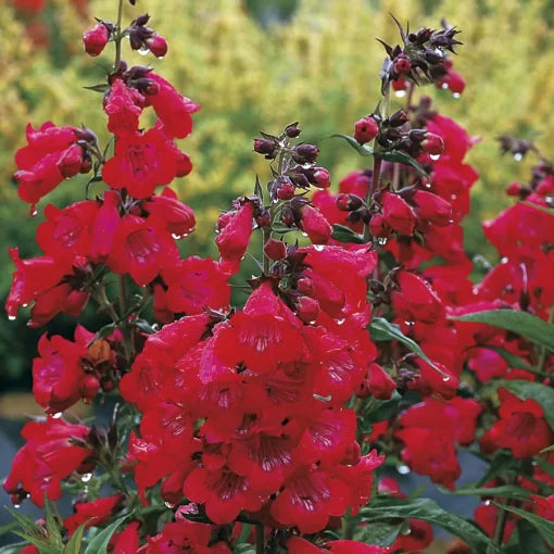 Cherry Penstemon Seeds Cha Cha Cherry Rose-Toned Penstemon High Germination Garden Seeds heirloom non-gmo seeds