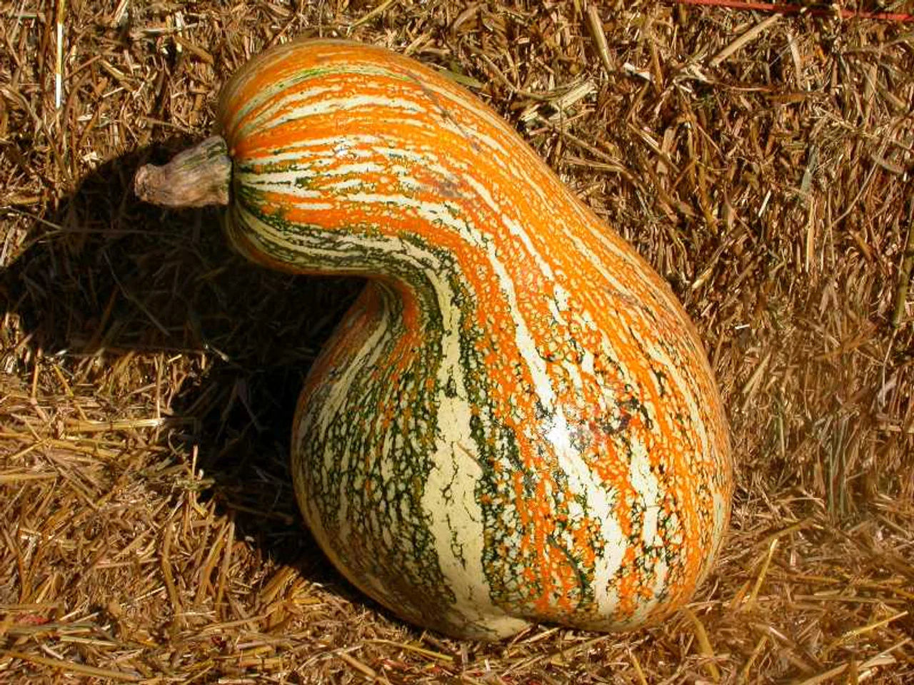 Tricolor Cushaw Pumpkin Squash Seeds Genuine – Heirloom, Non-GMO, High Germination Organic Garden Seeds