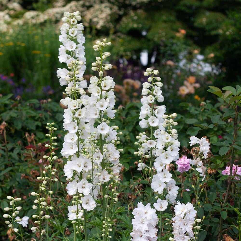 Butterfly White Delphinium Flower Seeds – Graceful Perennial Blooms