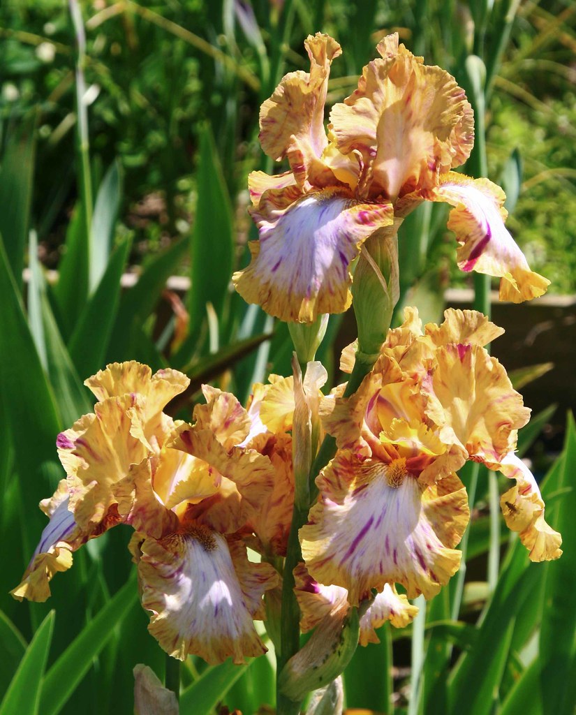 Bearded Iris - Toucan Tango