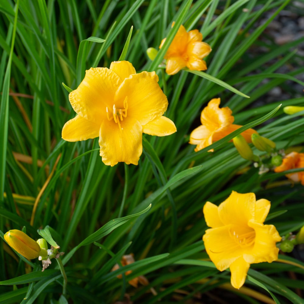 Hemerocallis Buttered Popcorn