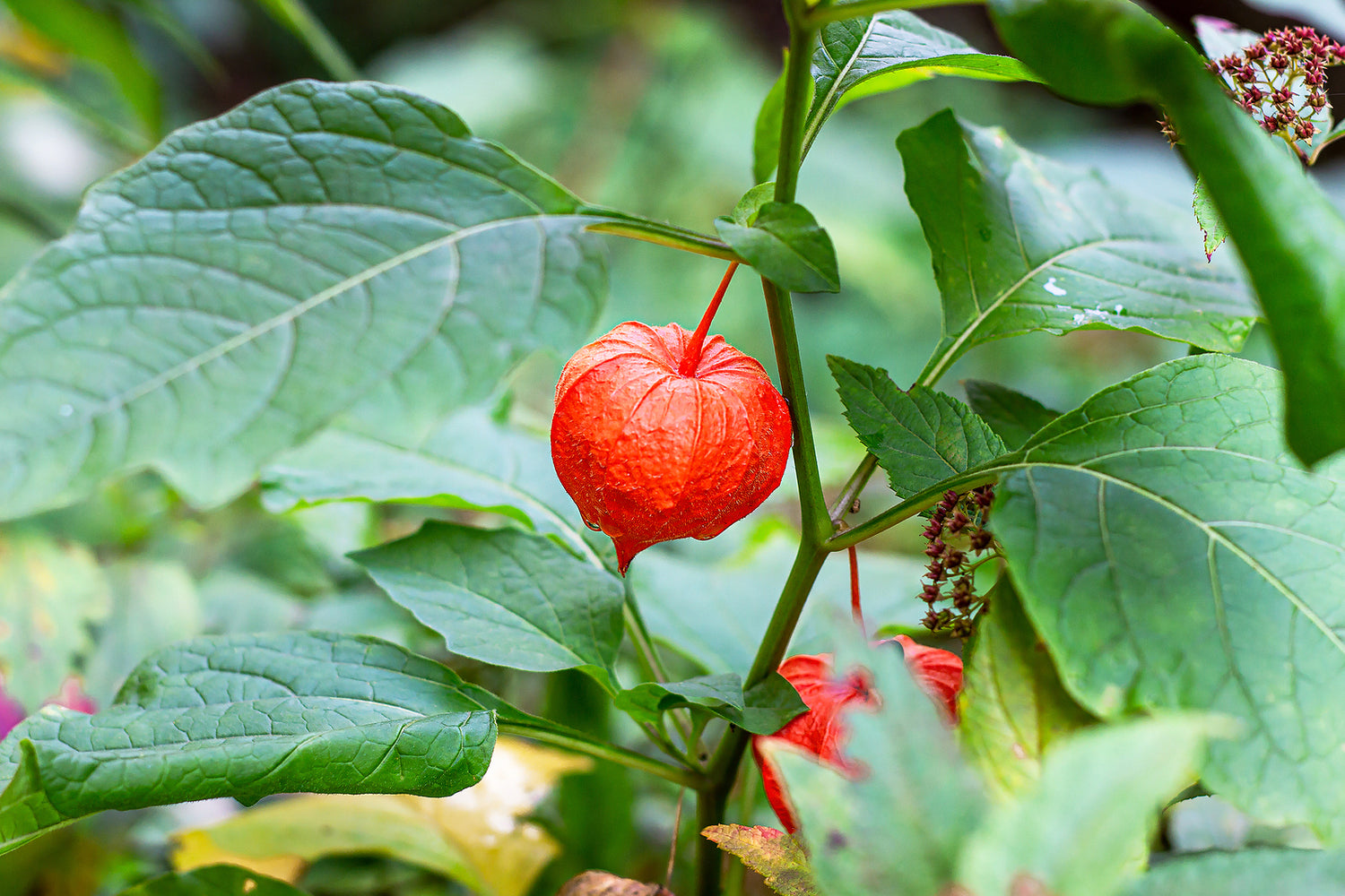 Red Physalis Alkekengi Fruit Seeds - Ideal for Growing Exotic Fruits