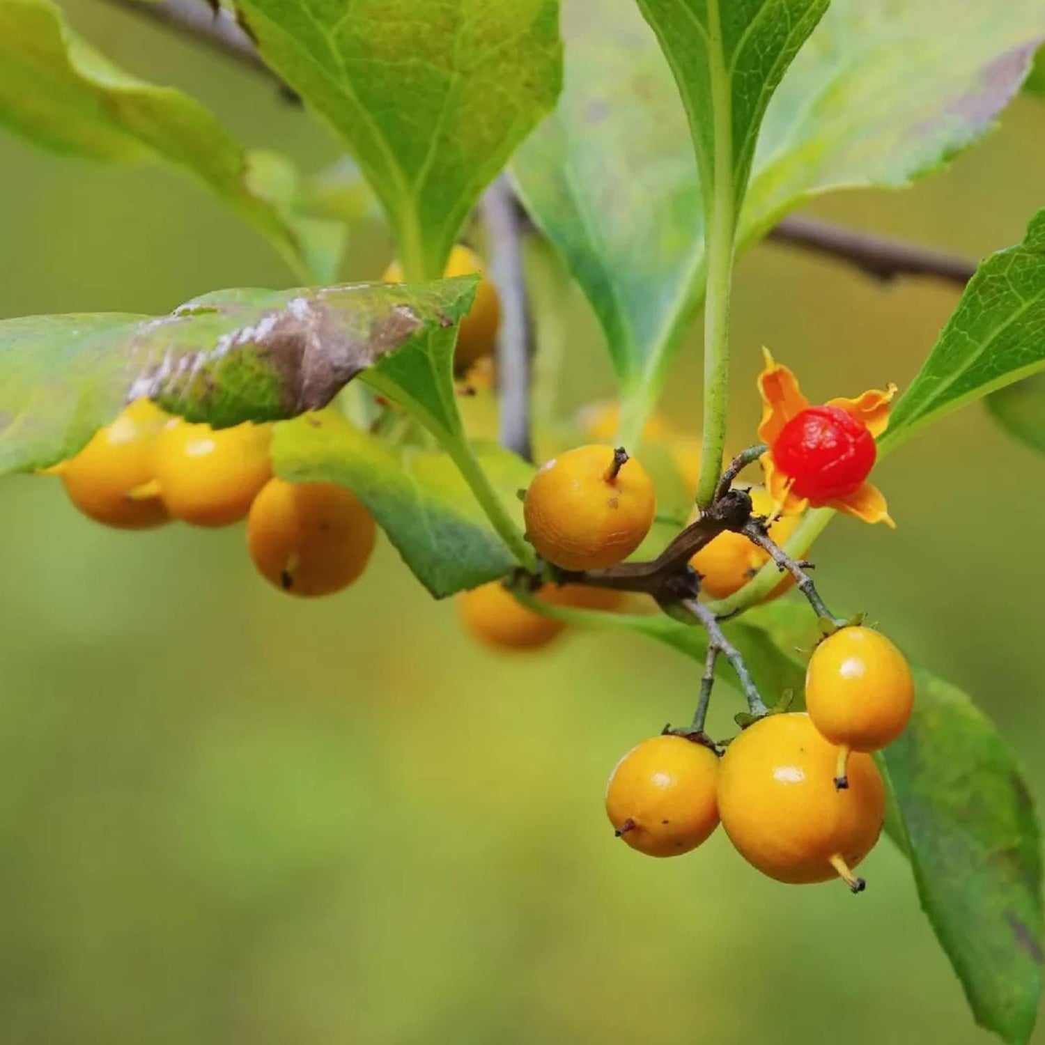 Celastrus Fruit Seeds for Growing Hardy and Ornamental Vines