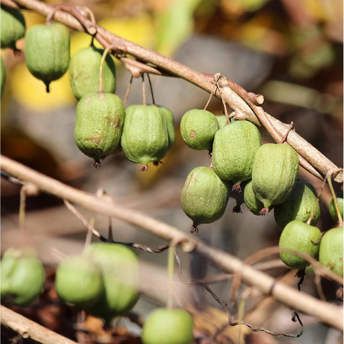 Actinidia Kolomikta Plant Seeds for Hardy and Sweet Fruit Trees
