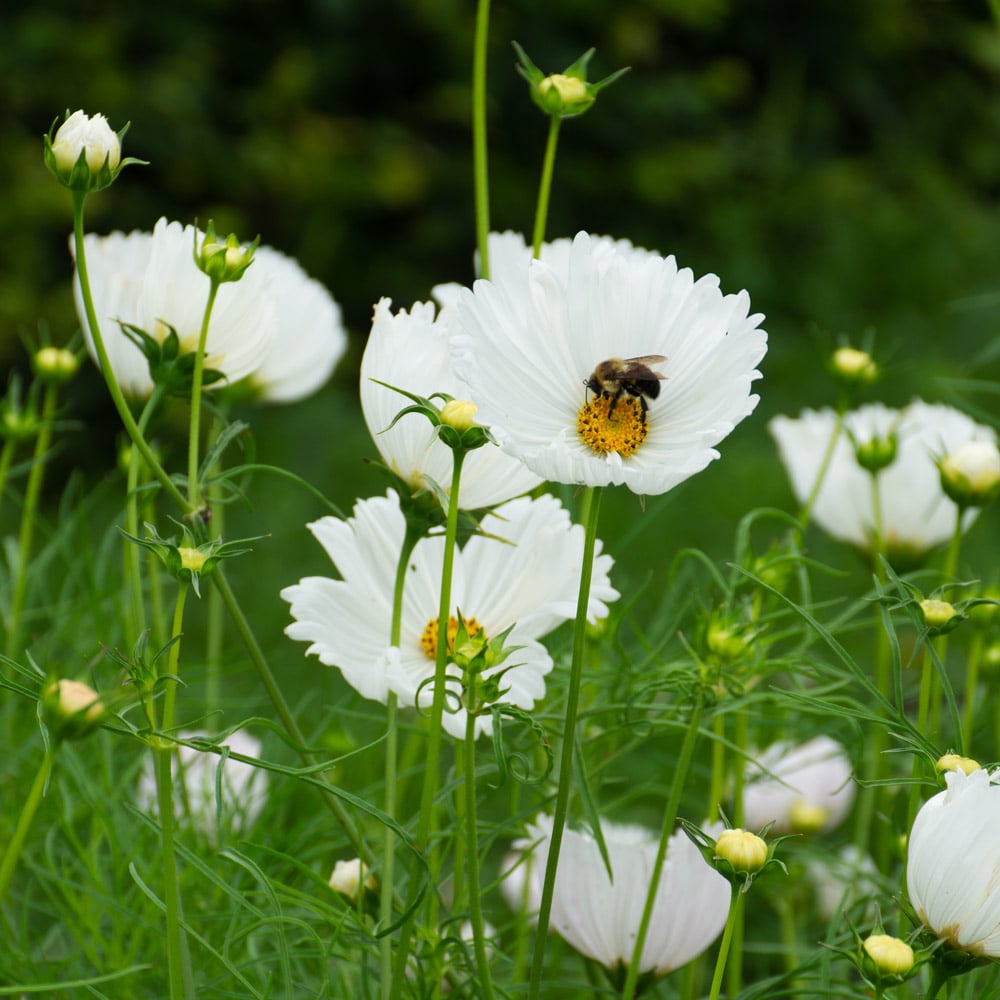 Cosmos Seeds - Cupcake White